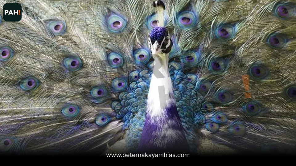 Merak Ungu (Purple Pied Peafowl)