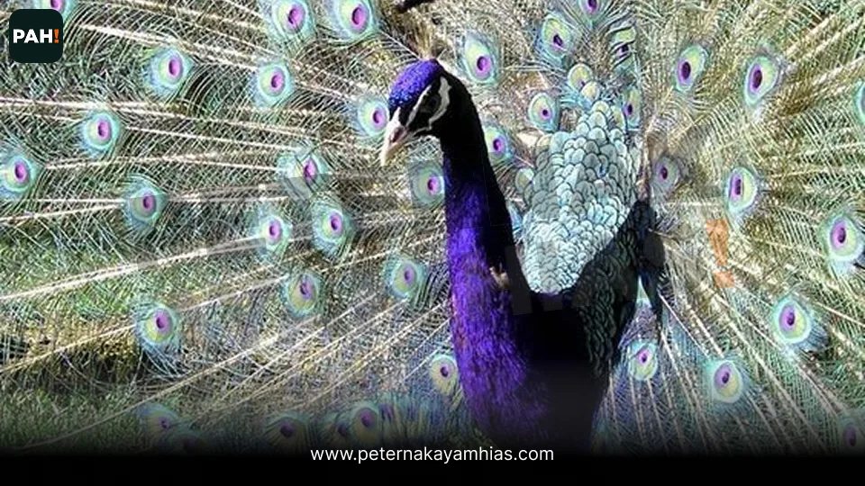 Galeri Merak Ungu (Purple Pied Peafowl) 3