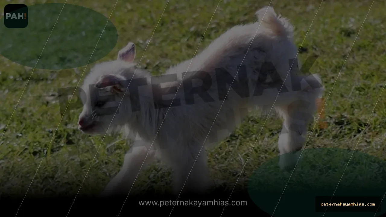 Thumbnail panduan kandang dan habitat Pigmy Goat