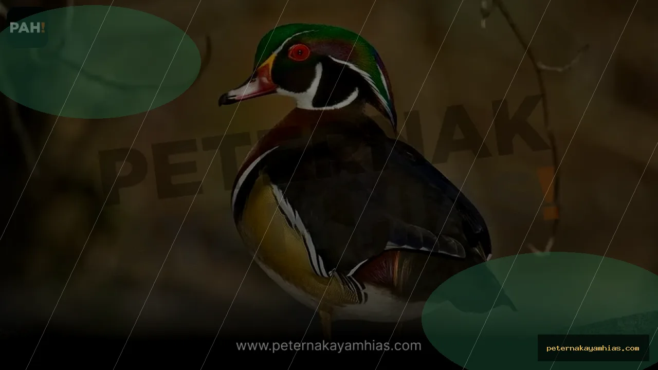 Thumbnail panduan pakan harian Bebek Caroline