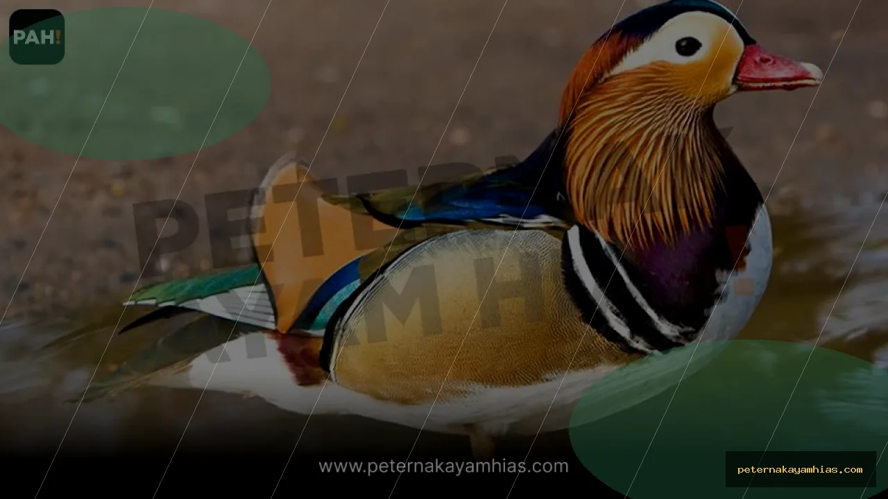 Thumbnail panduan pakan harian Bebek Mandarin
