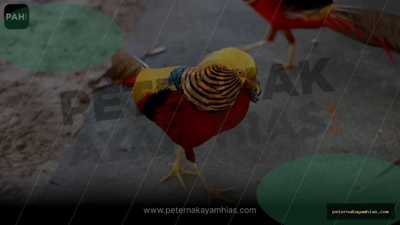 Thumbnail panduan pakan harian Golden Pheasant