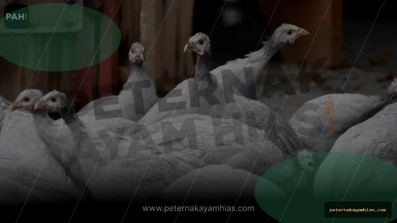 Thumbnail panduan pakan harian Ayam Mutiara