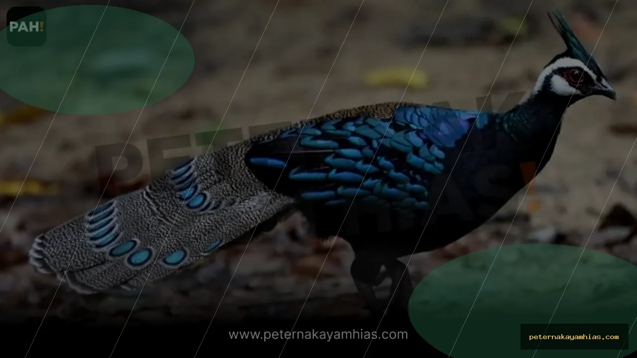 Thumbnail panduan pakan harian Palawan Peacock Pheasant