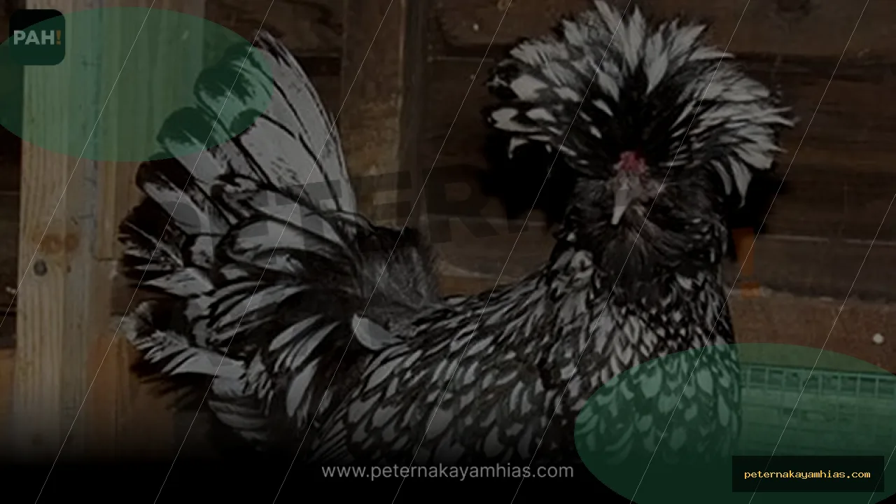 Thumbnail panduan pakan harian Ayam Poland