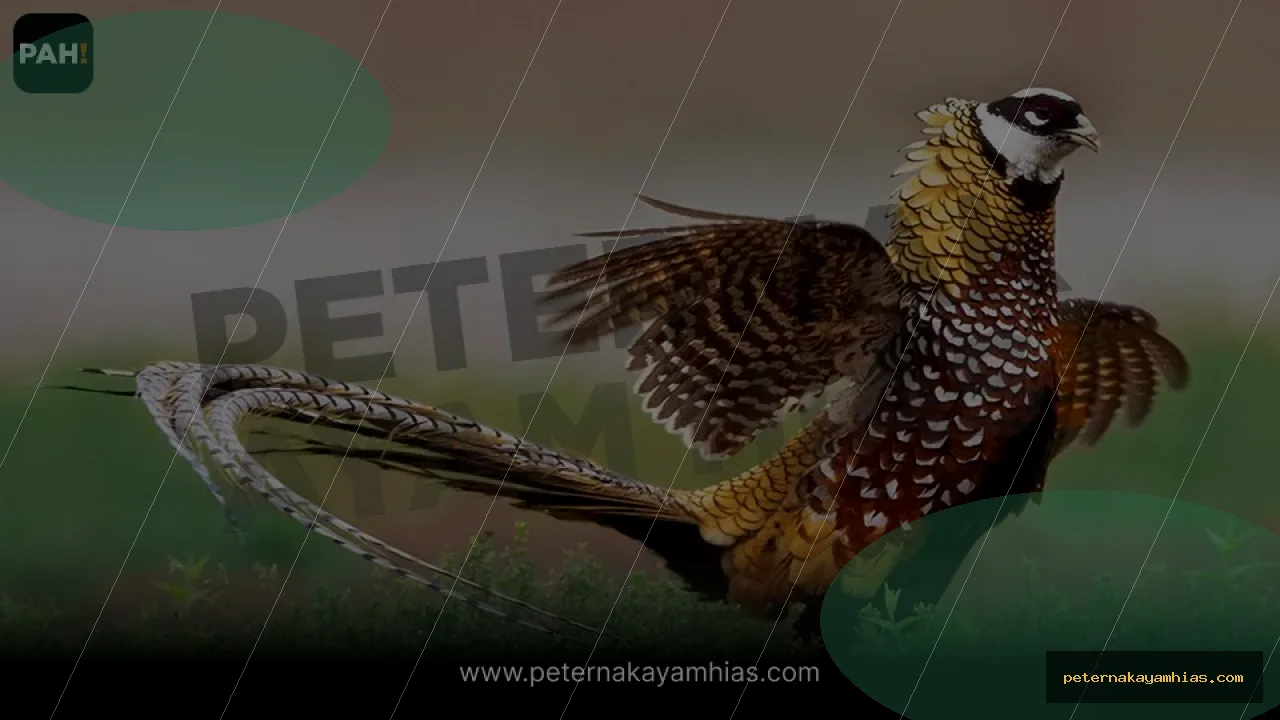 Thumbnail panduan pakan harian Reeves Pheasant
