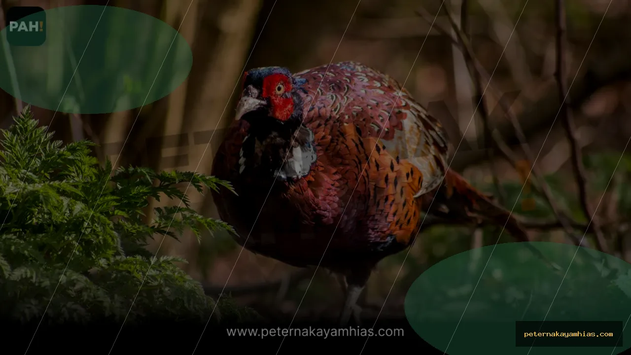 Thumbnail panduan pakan harian Ringneck Pheasant