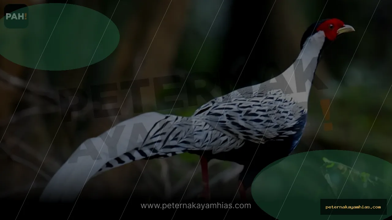 Thumbnail panduan pakan harian Silver Pheasant