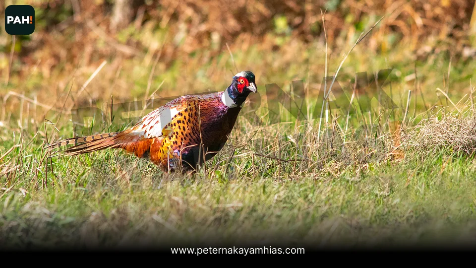 Galeri Ringneck Pheasant 2