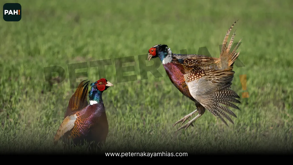 Galeri Ringneck Pheasant 4
