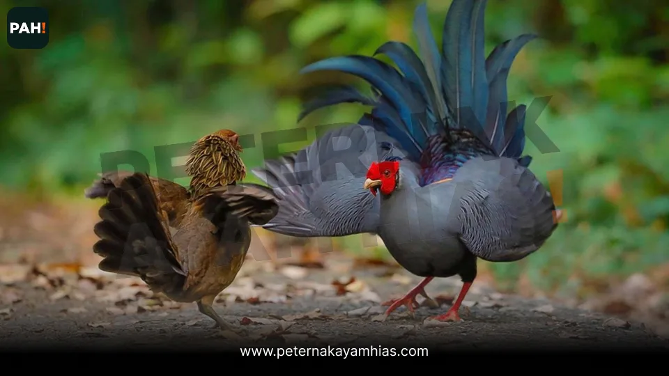 Galeri Siamese Fireback Pheasant 4