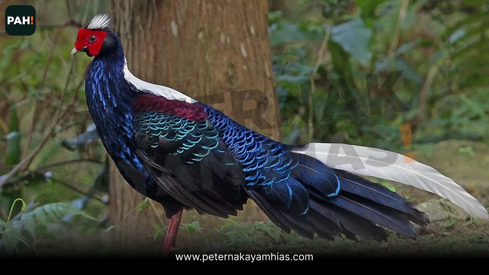 Galeri Swinhoe Pheasant 2