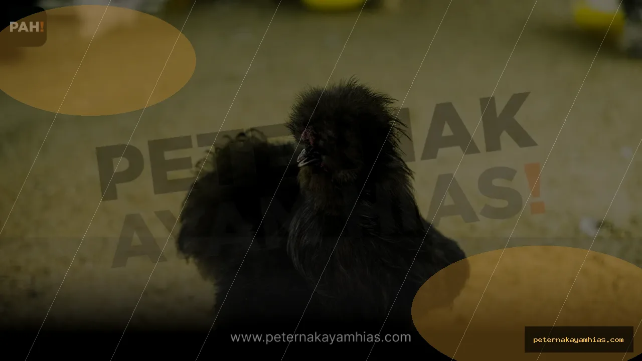 Thumbnail tips membeli American Silkie Hitam dengan cek stok dan harga