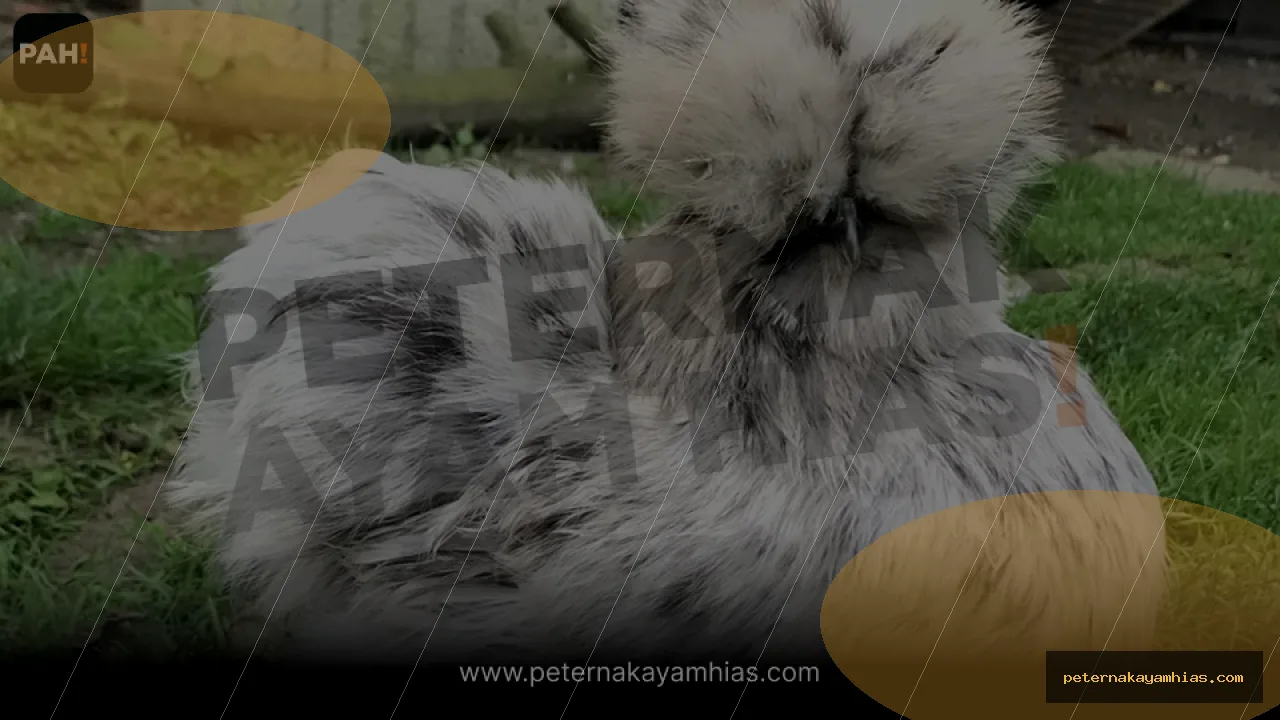 Thumbnail tips membeli American Silkie Paint dengan cek stok dan harga