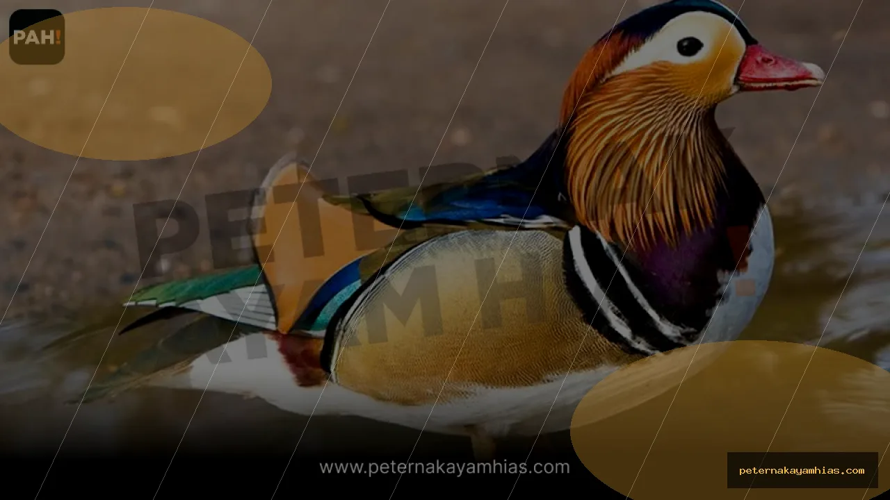 Thumbnail tips membeli Bebek Mandarin dengan cek stok dan harga