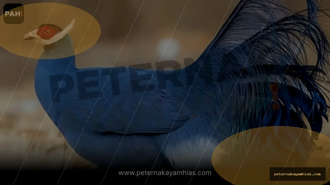 Thumbnail tips membeli Blue Eared Pheasant dengan cek stok dan harga