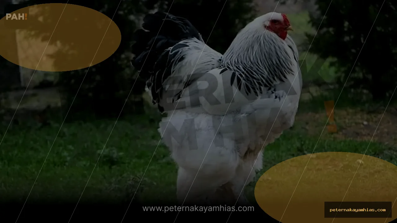 Thumbnail tips membeli Brahma Light Columbian dengan cek stok dan harga