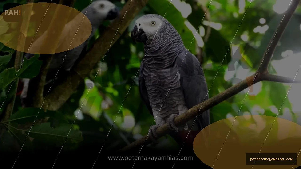 Thumbnail tips membeli Burung Afgrey dengan cek stok dan harga