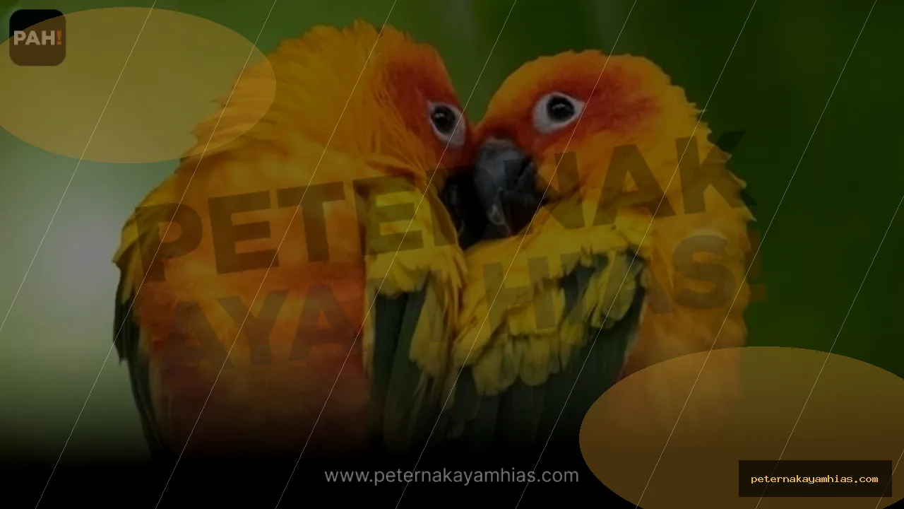 Thumbnail tips membeli Burung Sun Conure dengan cek stok dan harga