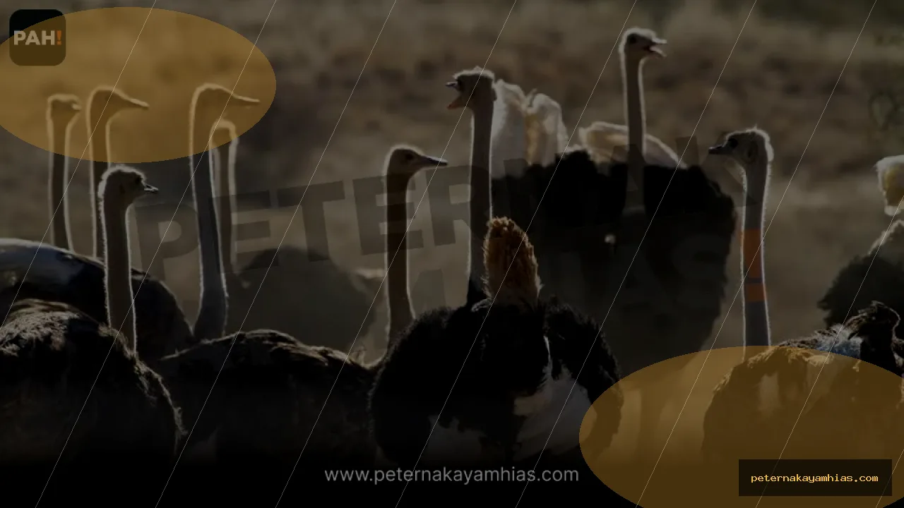 Thumbnail tips membeli Burung Unta dengan cek stok dan harga
