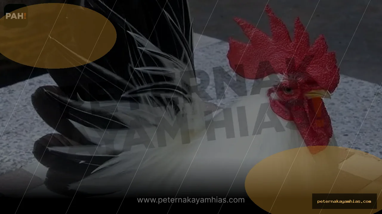 Thumbnail tips membeli Ayam Kate Chabo Blacktail dengan cek stok dan harga