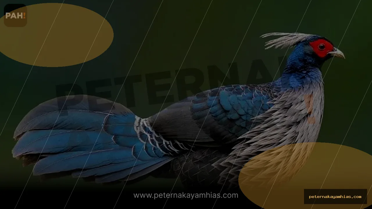 Thumbnail tips membeli Khalij Pheasant dengan cek stok dan harga