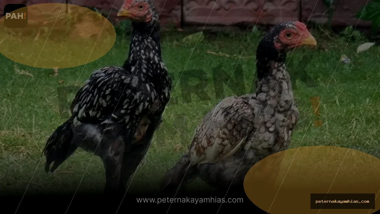 Thumbnail tips membeli Ayam Ko Shamo dengan cek stok dan harga