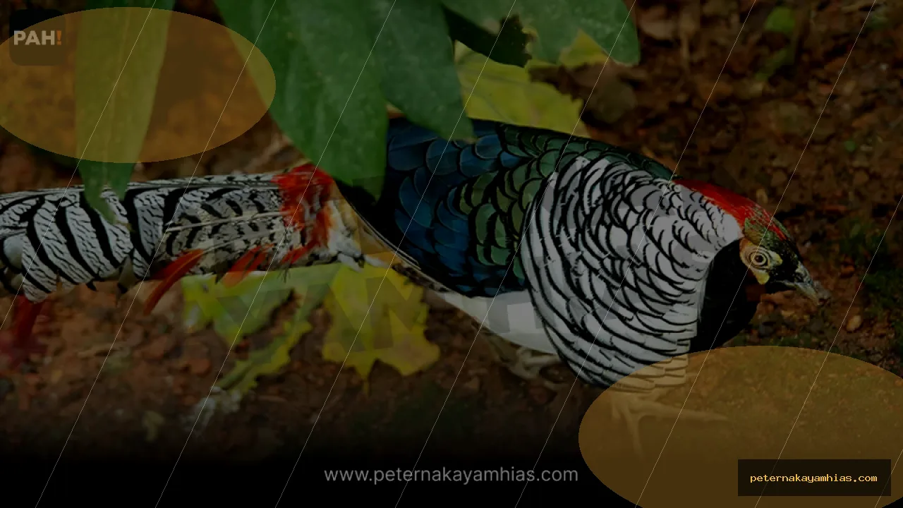 Thumbnail tips membeli Lady Amherst Pheasant dengan cek stok dan harga