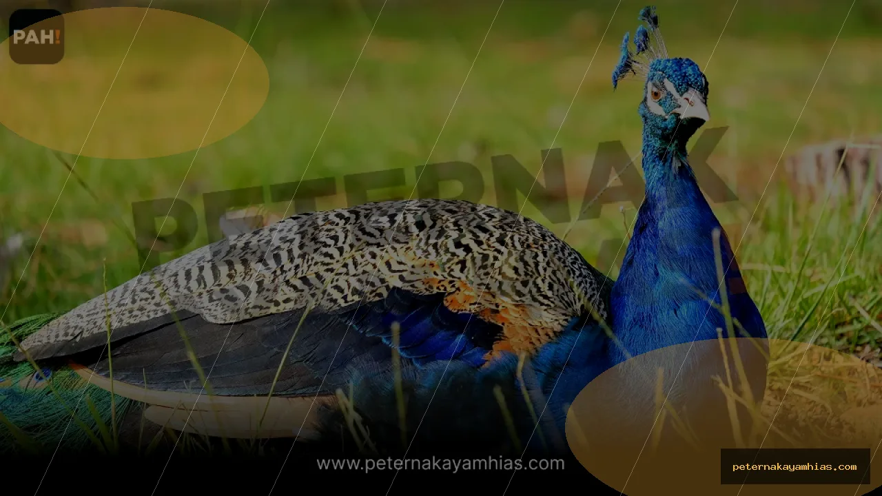 Thumbnail tips membeli Merak Biru India dengan cek stok dan harga