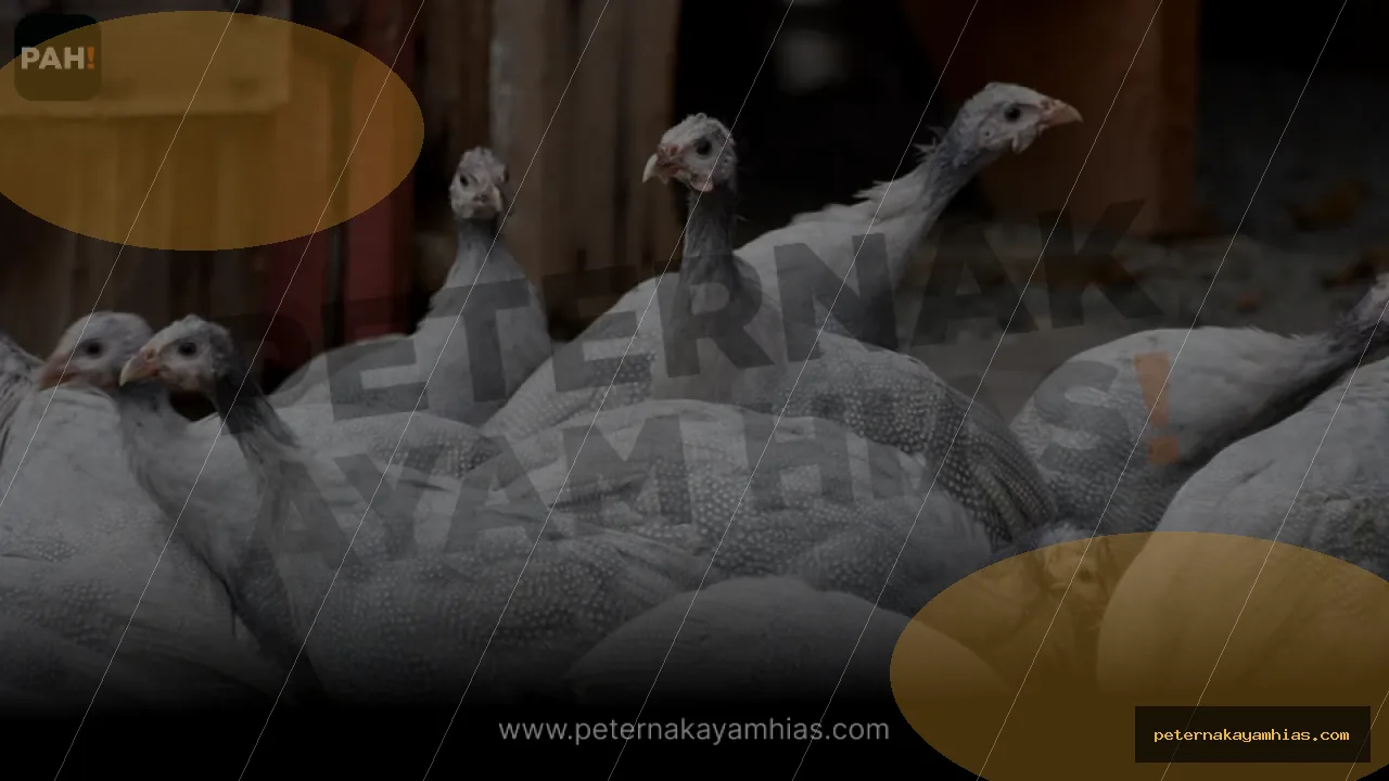 Thumbnail tips membeli Ayam Mutiara dengan cek stok dan harga
