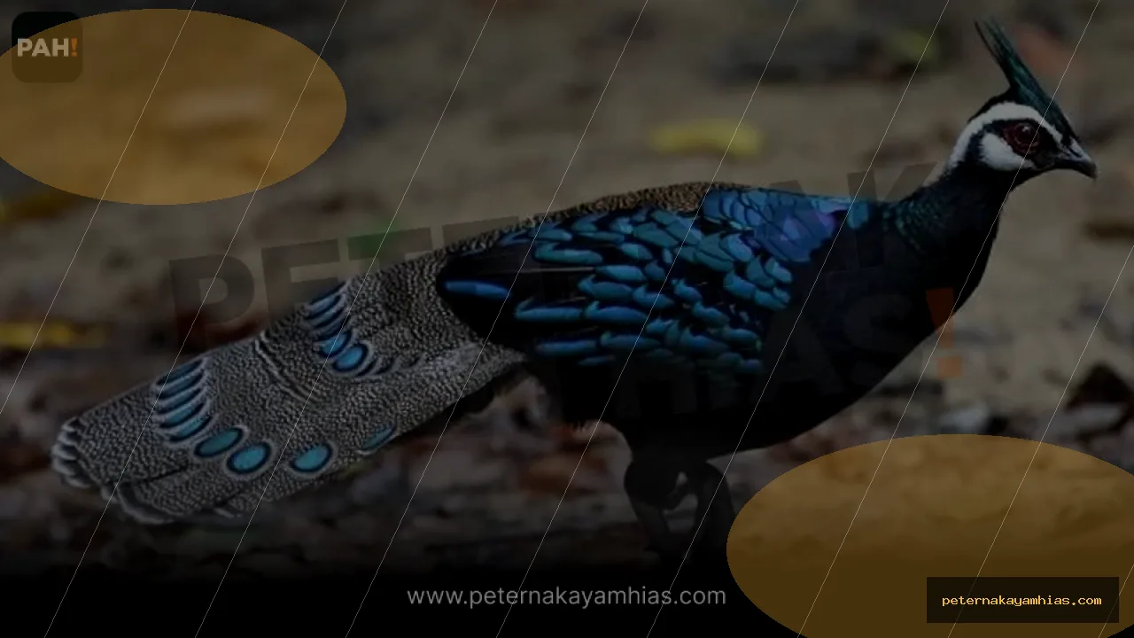 Thumbnail tips membeli Palawan Peacock Pheasant dengan cek stok dan harga