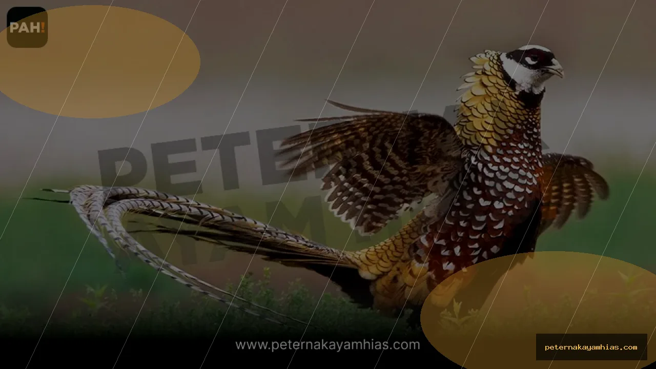 Thumbnail tips membeli Reeves Pheasant dengan cek stok dan harga