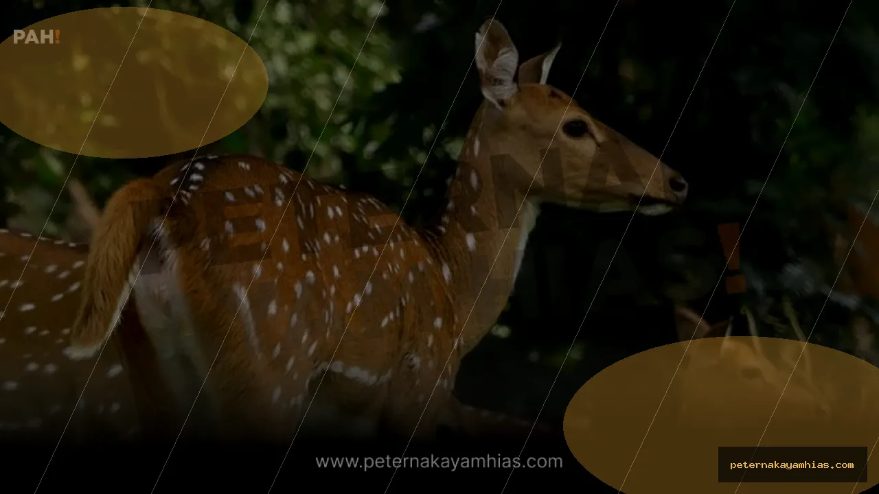 Thumbnail tips membeli Rusa Tutul India dengan cek stok dan harga