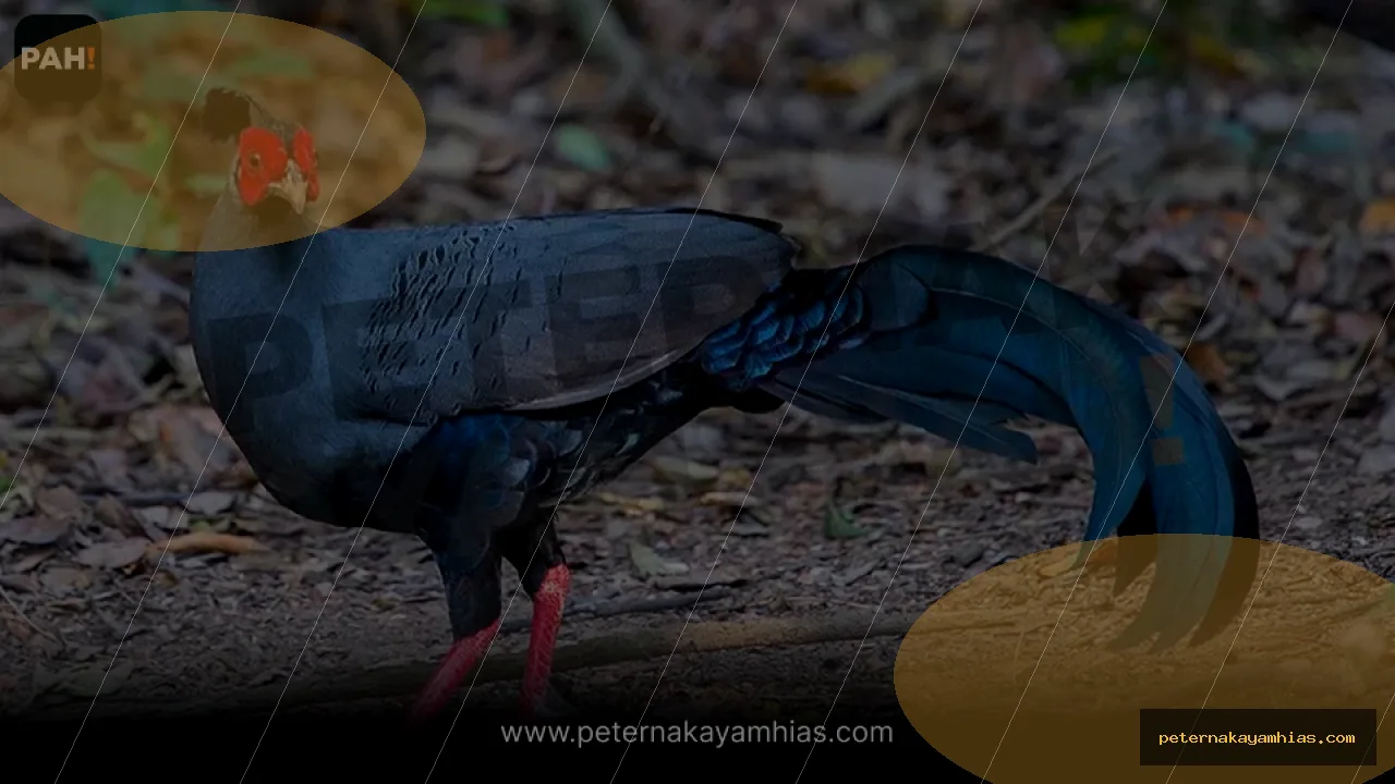 Thumbnail tips membeli Siamese Fireback Pheasant dengan cek stok dan harga