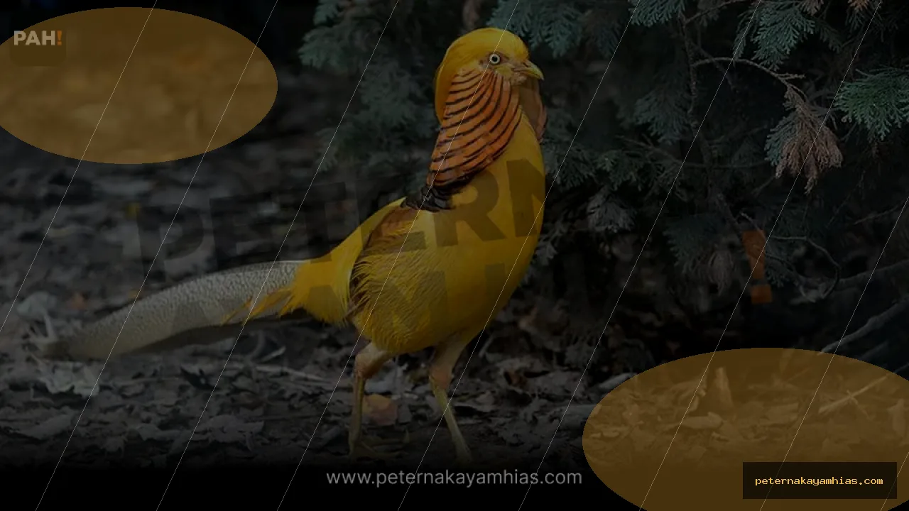 Thumbnail tips membeli Yellow Pheasant dengan cek stok dan harga