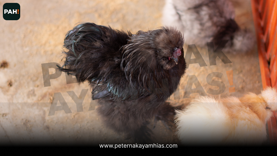 02 American Silkie Hitam