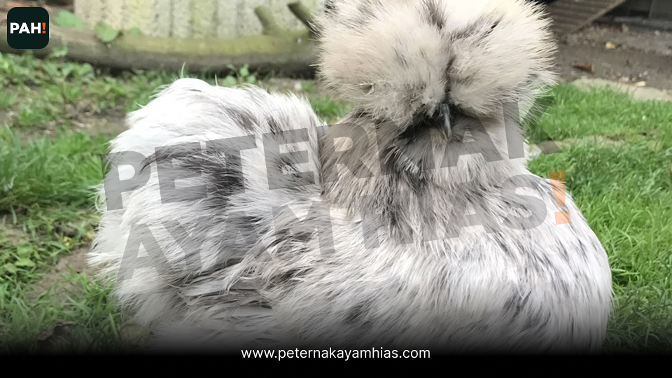 American silkie paint (1)