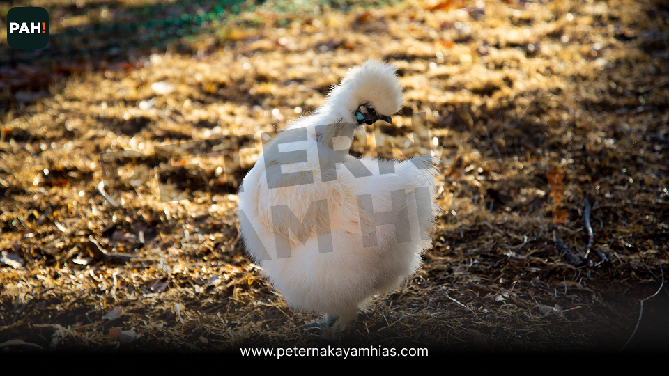American Silkie Putih (4)