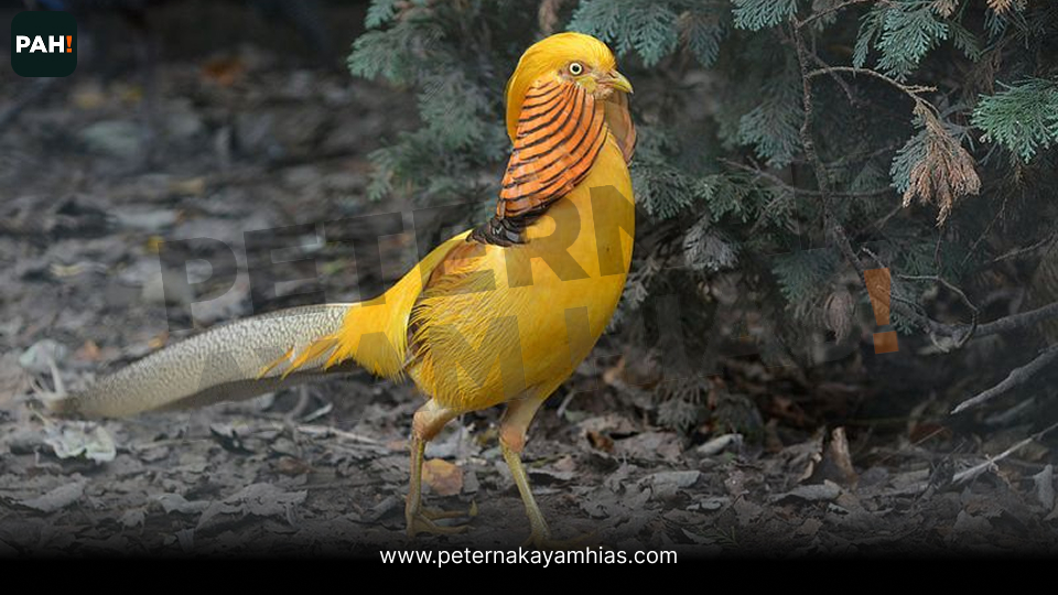 Ayam yellow pheasant (1)