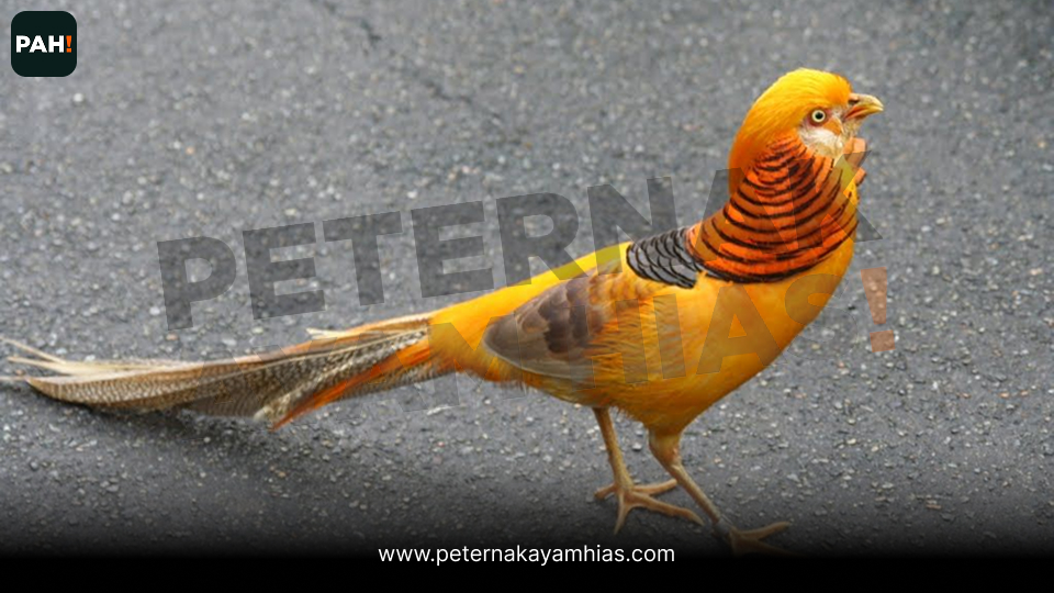 Ayam yellow pheasant (2)