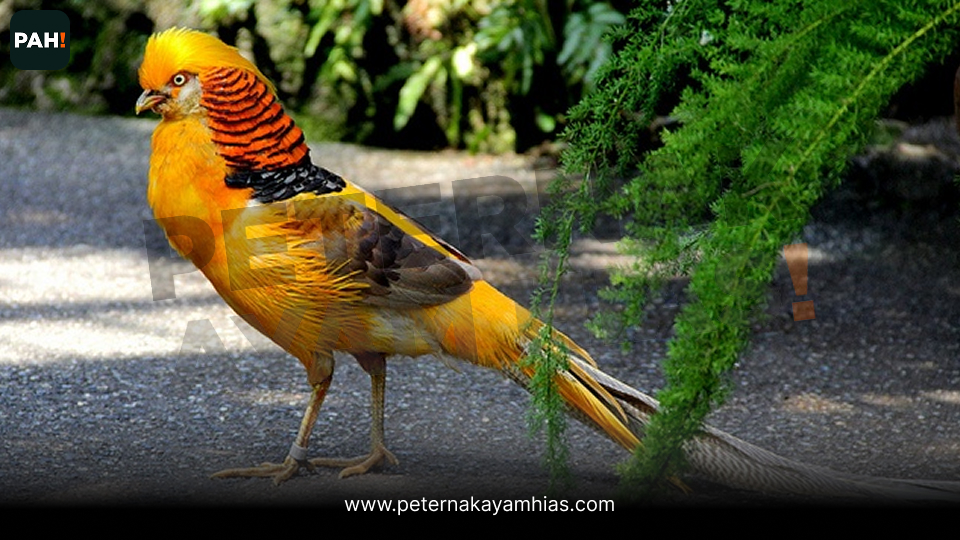 Ayam yellow pheasant (3)