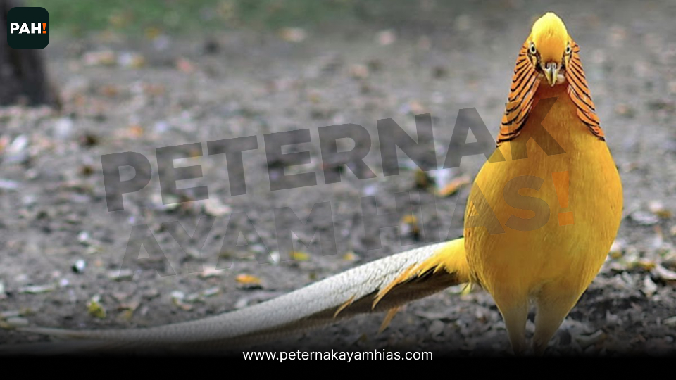 Ayam yellow pheasant (4)