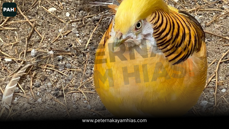 Ayam yellow pheasant (5)