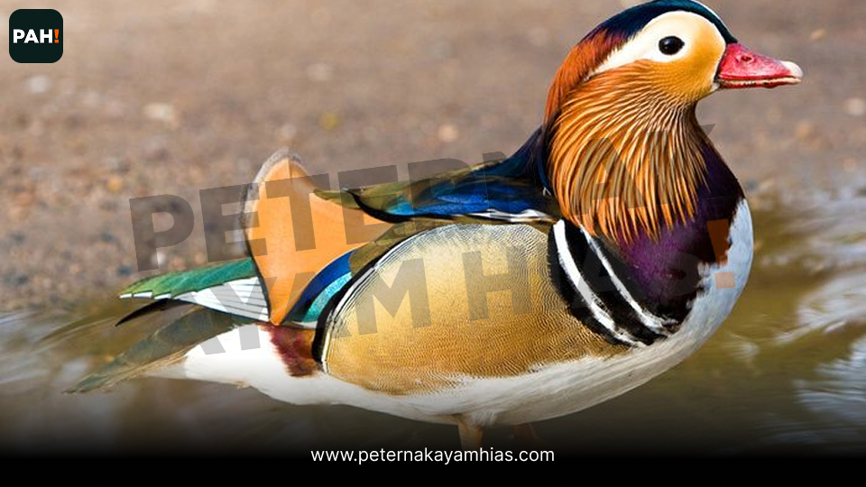 Bebek Mandarin (1)