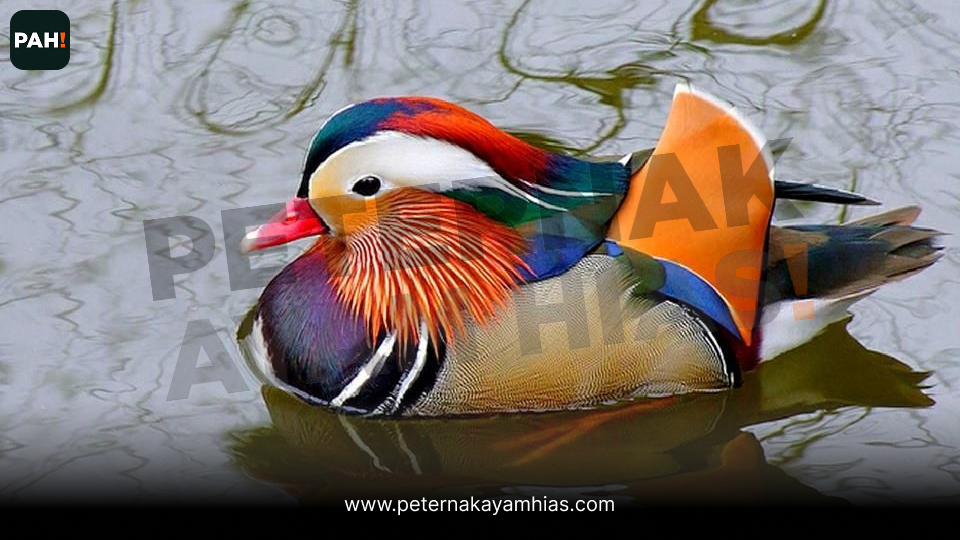 Bebek Mandarin (2)