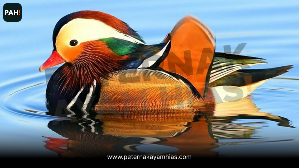 Bebek Mandarin (3)