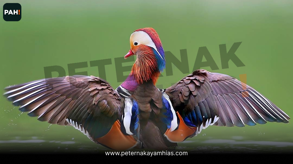 Bebek Mandarin (4)