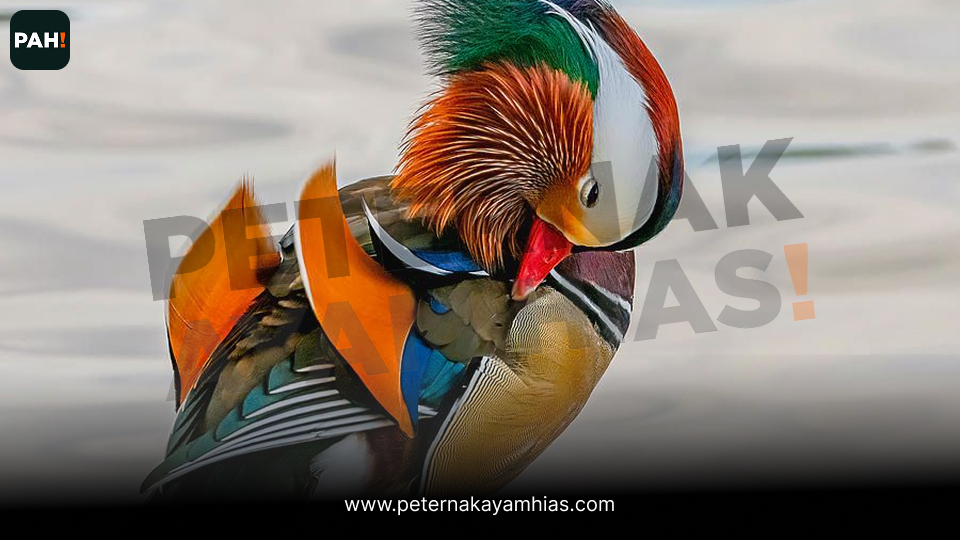 Bebek Mandarin (5)