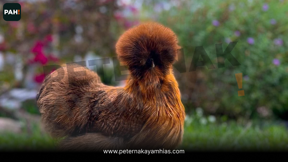 Ayam american silkie coklat (1)