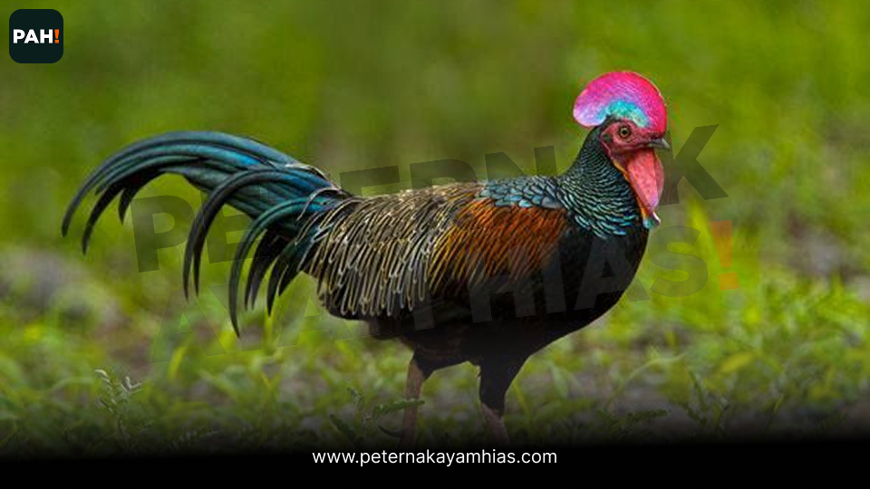 Ayam Hutan Hijau (5)